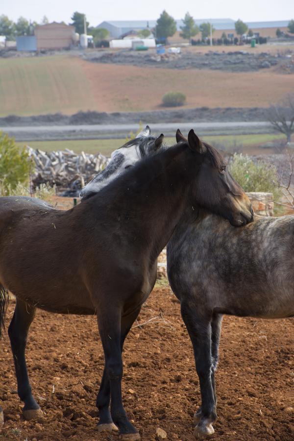 El Retiro De Cervantes Ossa de Montiel Exteriör bild
